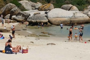 Giornata in spiaggia a Boulder's Beach e osservazione dei pinguini, mezza giornata