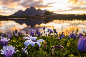 ケープのベスト 1 日