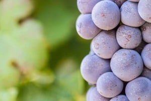 Lo Mejor del Cabo Día Completo