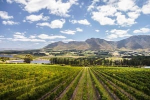 Lo Mejor del Cabo Día Completo