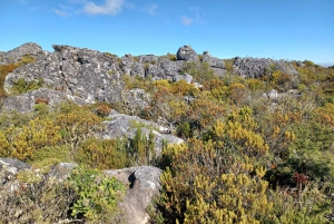 Cape Town: Table Mountain, Noordhoek and Penguins Day Tour