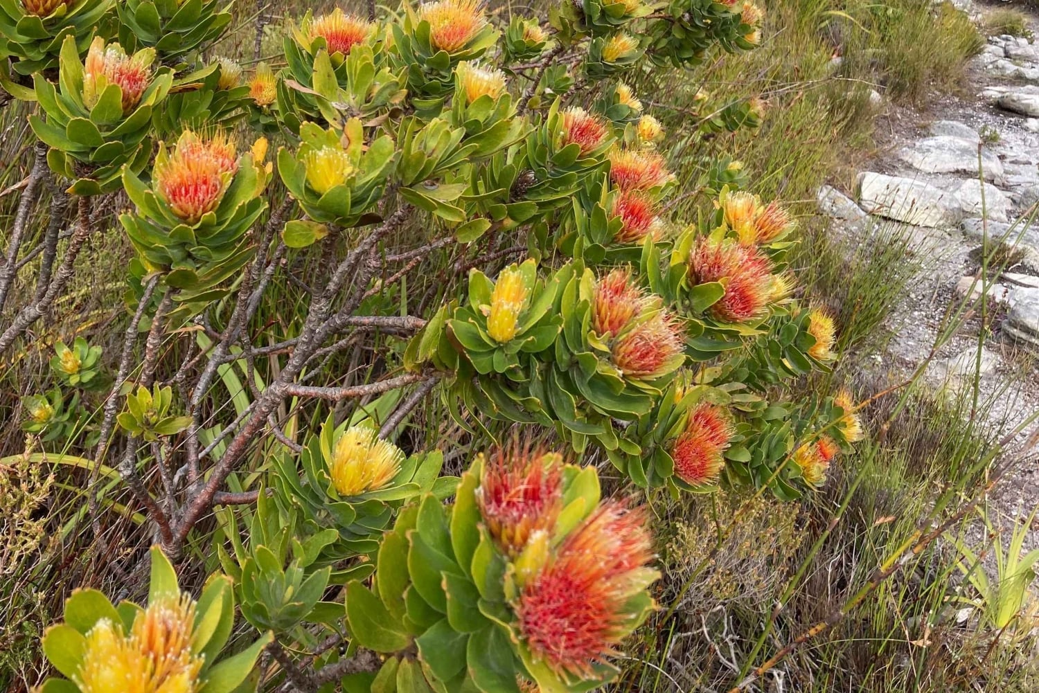Betty's Bay: guidet fottur i Harold Porter Garden