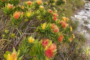 Betty's Bay: guidet fottur i Harold Porter Garden