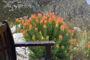 Betty's Bay: guidet fottur i Harold Porter Garden