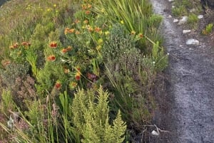 Betty's Bay: guidet fottur i Harold Porter Garden