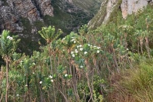 Betty's Bay: guidet fottur i Harold Porter Garden