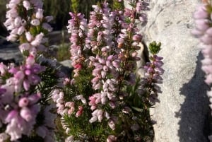 Betty's Bay: guidet fottur i Harold Porter Garden