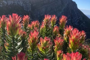 Betty's Bay: guidet fottur i Harold Porter Garden