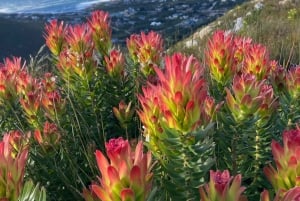 Betty's Bay: guidet fottur i Harold Porter Garden
