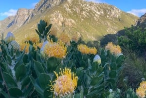 Betty's Bay: guidet fottur i Harold Porter Garden