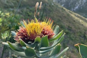 Betty's Bay: guidet fottur i Harold Porter Garden