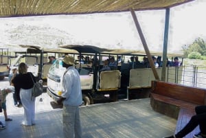 Ciudad del Cabo: Safari privado por la Reserva de Aquila con almuerzo en bodega