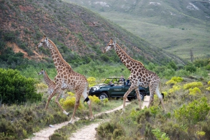 Ciudad del Cabo: Safari privado por la Reserva de Aquila con almuerzo en bodega