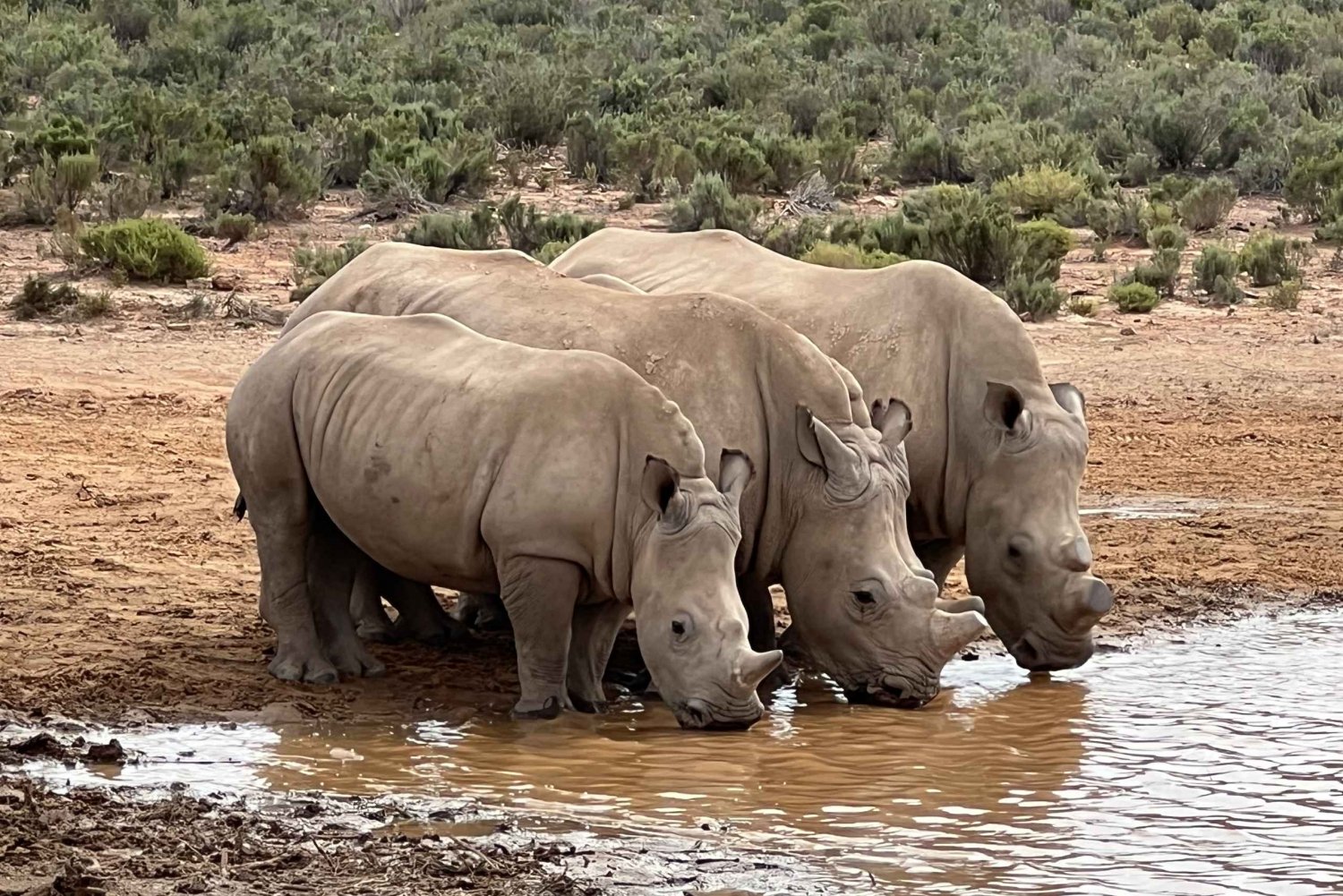 Big-Five safarioplevelse nær CapeTown, Sydafrika
