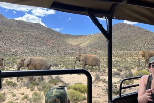 Big-Five Safari Experience Near CapeTown, South Africa