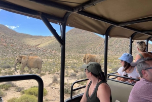 Big-Five Safari Experience Near CapeTown, South Africa