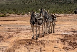 Big-Five-safari i nærheten av CapeTown, Sør-Afrika