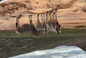 Big-Five-safari i nærheten av CapeTown, Sør-Afrika