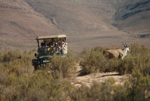 Au départ du Cap : Safari au coucher du soleil avec les Big Five