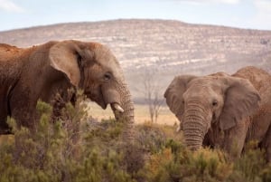 Desde Ciudad del Cabo: Safari al atardecer con los Cinco Grandes