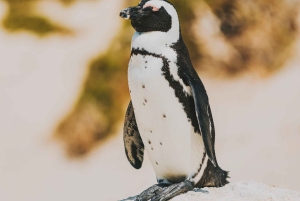 Boulders Beach, Cape Town: Luxury at the Penguin Colony!