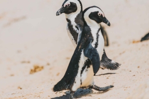 Boulders Beach, Cape Town: Luxury at the Penguin Colony!