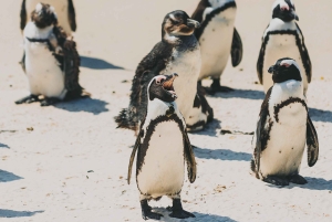 Boulders Beach, Cape Town: Luxury at the Penguin Colony!