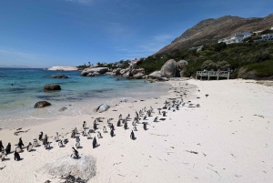 Boulders Beach, Cape Town: Luxury at the Penguin Colony!