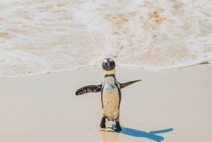 Boulders Beach, Cape Town: Luxury at the Penguin Colony!