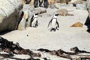 Boulders Beach, Cape Town: Luxury at the Penguin Colony!