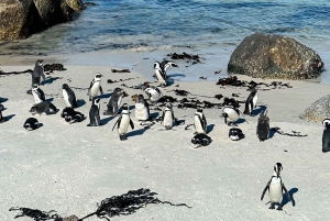 Boulders Beach, Cape Town: Luxury at the Penguin Colony!