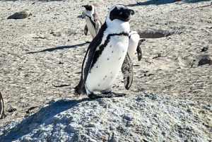 Boulders Beach, Cape Town: Luxury at the Penguin Colony!