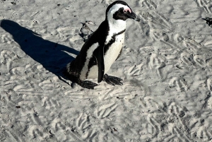 Boulders Beach, Cape Town: Luxury at the Penguin Colony!