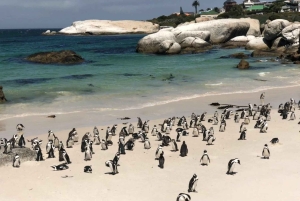 Boulders Beach, Cape Town: Luxury at the Penguin Colony!