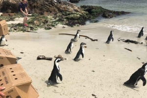 Boulders Beach, Cape Town: Luxury at the Penguin Colony!