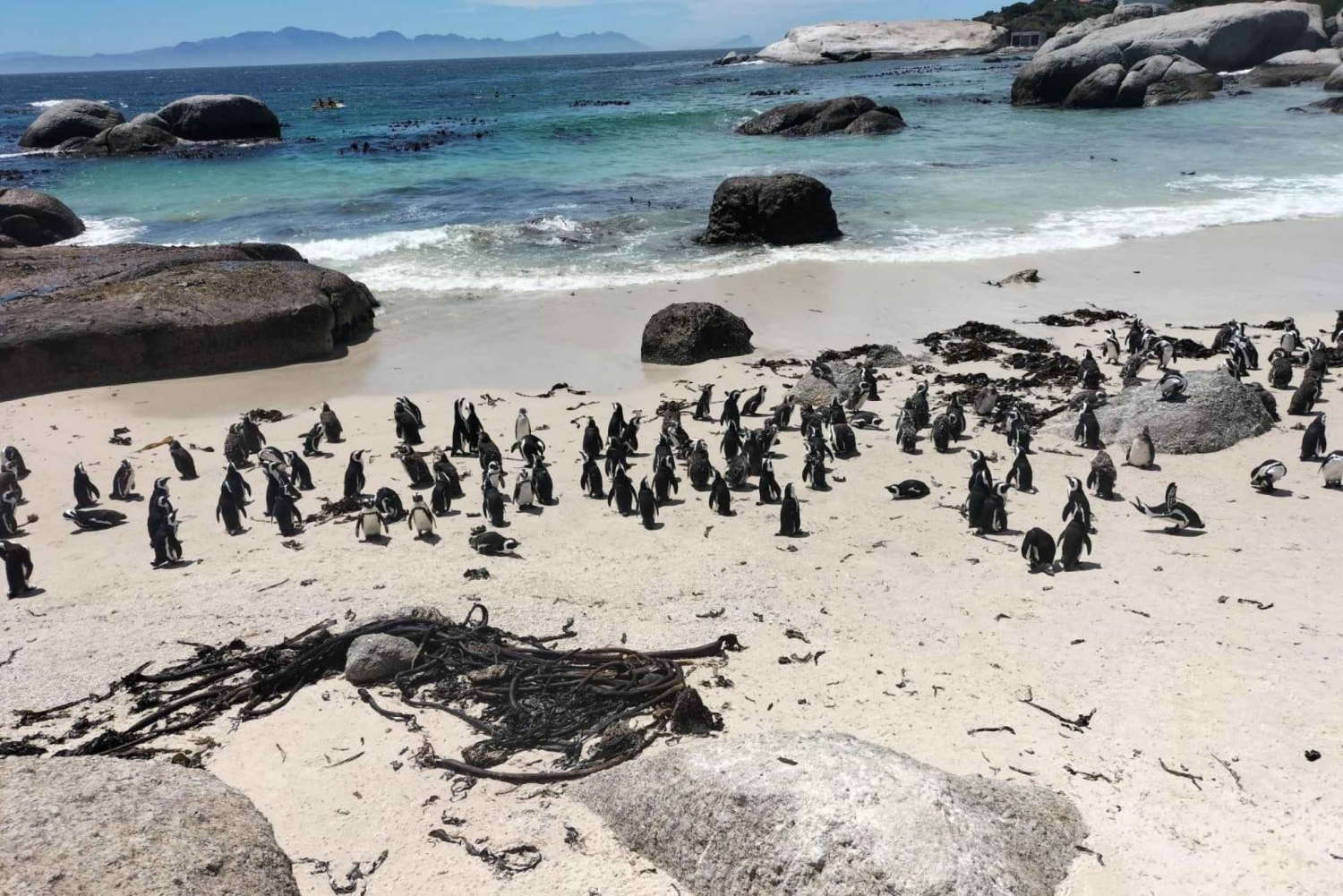 Boulders beach pingviner och vinprovning dagsutflykt