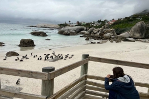 Wycieczka całodniowa na plażę Boulders z pingwinami i degustacją wina