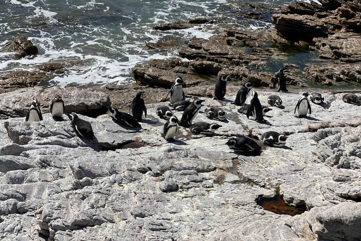 Kap Agulhas, Wale in Hermanus & Weinverkostung – Tagestour