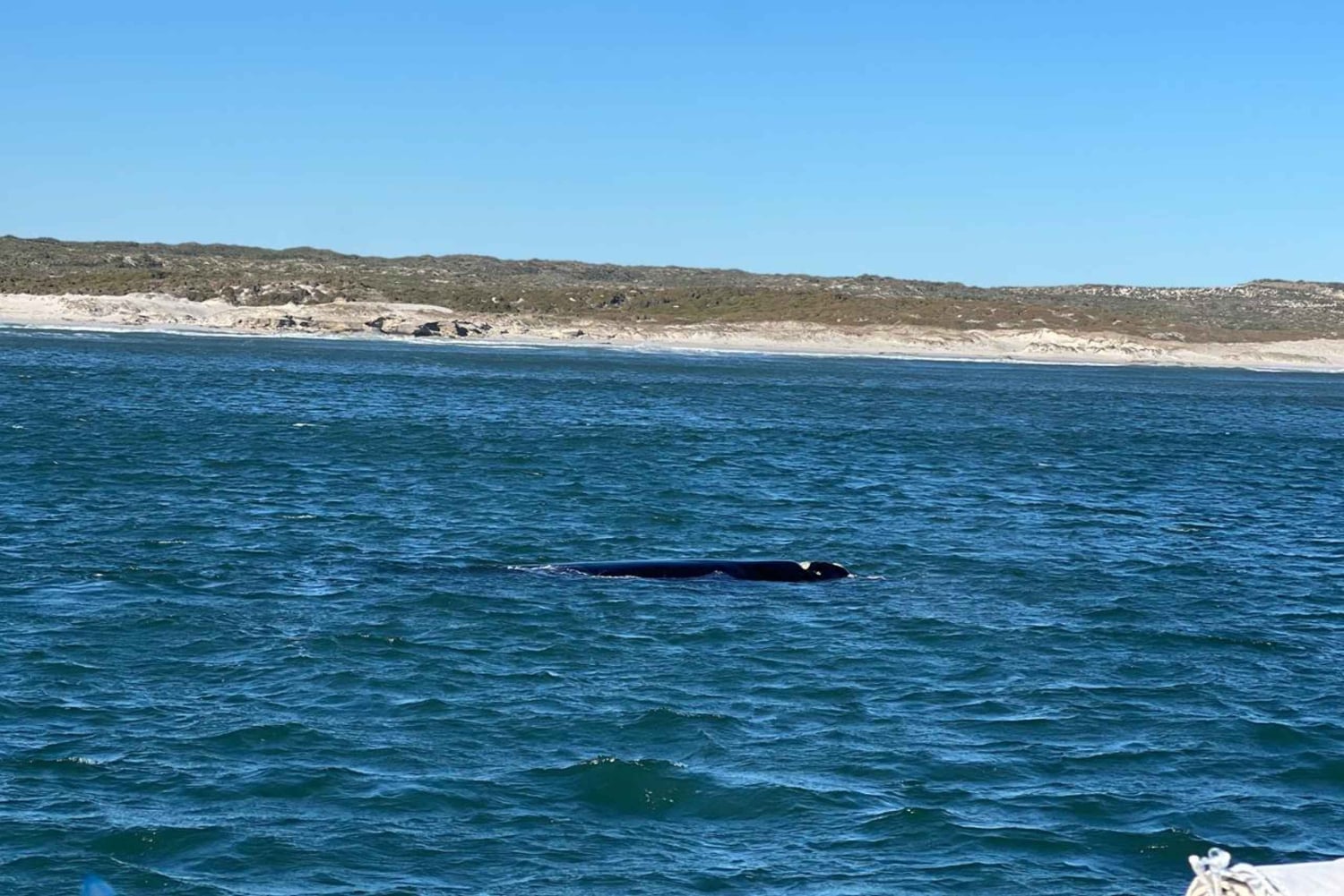 Kap Agulhas, Wale in Hermanus & Weinverkostung – Tagestour