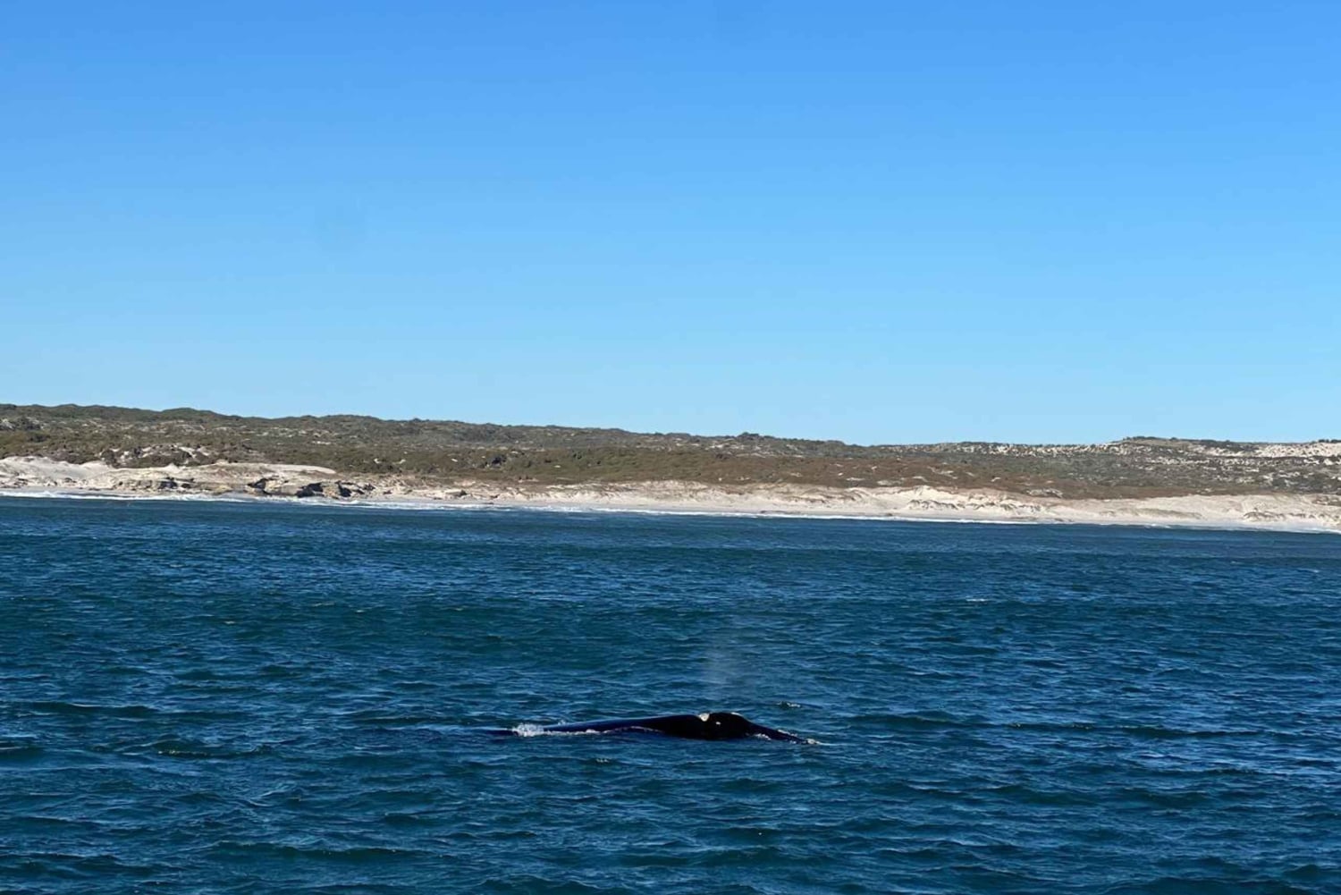 Kap Agulhas, Wale in Hermanus & Weinverkostung – Tagestour