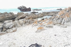 Cabo Agulhas, ballenas de Hermanus y cata de vinos: excursión de un día