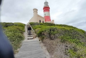 Cabo Agulhas, ballenas de Hermanus y cata de vinos: excursión de un día
