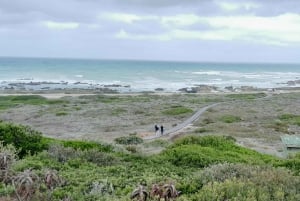 Cabo Agulhas, ballenas de Hermanus y cata de vinos: excursión de un día
