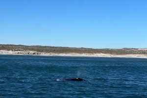 Kap Agulhas, Wale in Hermanus & Weinverkostung – Tagestour