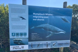 Kap Agulhas, Wale in Hermanus & Weinverkostung – Tagestour