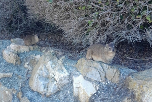 Kap Agulhas, Wale in Hermanus & Weinverkostung – Tagestour