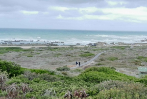 Kap Agulhas, Wale in Hermanus & Weinverkostung – Tagestour