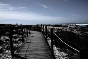 Ab Kapstadt: Ausflug ans Kap Agulhas