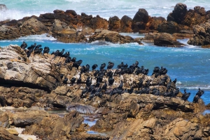 Tour di Cape Agulhas: Escursione privata di un giorno!