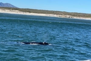 Cabo Agulhas, ballenas de Hermanus y cata de vinos: excursión de un día